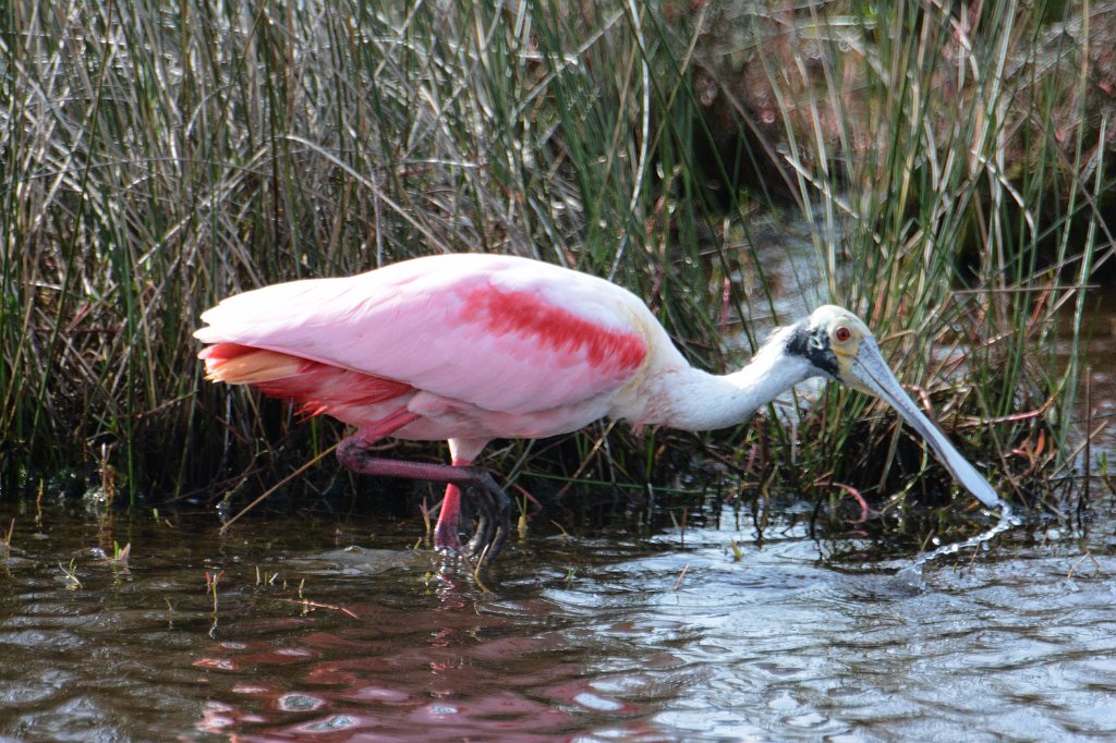 Spoonbill, Roseate, 2015-01098392 Merritt Island NWR, FL.JPG - Roseate Spoonbill. Merritt Island National Wildlife Refuge, MA, 1-9-2015